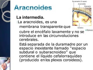La intermedia.
La aracnoides, es una
membrana transparente que
cubre el encéfalo laxamente y no se
introduce en las circunvoluciones
cerebrales.
Está separada de la duramadre por un
espacio inexistente llamado “espacio
subdural o subaracnoideo” que
contiene el líquido cefalorraquídeo
(producido enlos plexos coroideos).
 