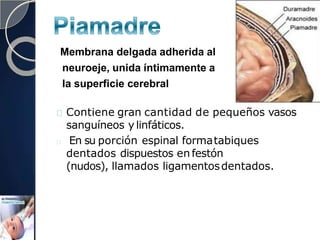Membrana delgada adherida al
neuroeje, unida íntimamente a
la superficie cerebral
Contiene gran cantidad de pequeños vasos
sanguíneos y linfáticos.
En su porción espinal formatabiques
dentados dispuestos en festón
(nudos), llamados ligamentosdentados.
 