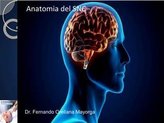 Dr. Fernando Orellana Mayorga
Anatomia del SNC
 