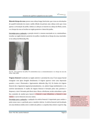 Anatomia de superfície e palpatória da coxa e joelho
Autor: Prof. Me. Leandro Nobeschi Página 4
Músculo bíceps da coxa: possui uma cabeça longa, biarticular, que cruza as articulações
do quadril (extensão da coxa) e joelho (flexão da perna); uma cabeça curta que cruza
apenas a articulação do joelho. Ambas as cabeças se inserem na cabeça da fíbula, assim,
o m. bíceps da coxa se localiza na região posterior e lateral do joelho.
Estratégia para a palpação: a posição inicial é a mesma executada no m. semitendíneo.
Localize na região lateral e posterior do joelho o tendão do m. bíceps da coxa, inserindo-
se na cabeça da fíbula (fig. 60).
Fig. 60 – Face posterior do joelho. M. semitendíneo (3), m. semimembranáceo e m. bíceps da coxa (4).
Fonte: TIXA, 2009.
Trígono femoral: localizado na região anterior e proximal da coxa. É um espaço fascial
triangular com ápice dirigido distalmente. O trígono aparece como uma depressão
quando a coxa é flexionada e ligeiramente abduzida (fig. 61). Os limites do trígono
femoral são: o ligamento inguinal proximalmente, o m. adutor longo medialmente e o m.
sartório lateralmente. O soalho do trígono femoral é formado pelos mm. pectíneo e
iliopsoas, o teto é formado pela fáscia lata e fáscia cribriforme, tecido subcutâneo e pele.
Seu conteúdo de medial para lateral: v. femoral e suas tributárias; a. femoral e seus
ramos e o nervo femoral com seus ramos.
Estratégia para a palpação: a palpação da artéria femoral é importante para avaliar o
pulso nesse vaso e a perfusão para o membro inferior. A artéria femoral está localizada
em uma distância média entre o tubérculo púbico e a espinha ilíaca ântero-superior (fig.
[LN3] Comentário: A veia e artéria
femoral são envolvidas pela bainha
femoral. A bainha femoral apresenta 3
compartimentos: medial – para a v.
femoral; intermédio – para a a. femoral
e; medial – chamado canal femoral, que
contém tecido conectivo frouxo, gordura
e linfonodos (linfonodos de Cloquet).
 
