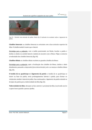 Anatomia de superfície e palpatória da coxa e joelho
Autor: Prof. Me. Leandro Nobeschi Página 7
Fig. 63 – Paciente com extensão do joelho. Patela (A). O indicador do avaliador indica o ligamento da
patela.
Côndilos femorais: os côndilos femorais se articulam com a face articular superior da
tíbia. O côndilo medial é maior que o lateral.
Estratégia para a palpação: com o joelho posicionado em flexão, localize a patela e
deslize os dedos no sentido lateral e medial, de encontro com o fêmur. Palpe o contorno
arredondado dos côndilos femorais (fig. 64).
Côndilos tibiais: os côndilos tibiais recebem os grandes côndilos do fêmur.
Estratégia para a palpação: após a localização dos côndilos do fêmur, deslize o dedo
distalmente, passando a depressão (área interarticular), até a os maciços côndilos tibiais
(fig. 64).
O tendão do m. quadríceps e o ligamento da patela: o tendão do m. quadríceps se
insere na base da patela, envia prolongamentos laterais à patela, para formar os
retináculos medial e lateral do joelho. Sua continuação, o ligamento da patela estende-se
do ápice da patela para a tuberosidade da tíbia (fig. 64).
Tuberosidade da tíbia: elevação na face anterior e proximal da tíbia. Local onde ocorre
o apoio ósseo quando a pessoa ajoelha.
A
 