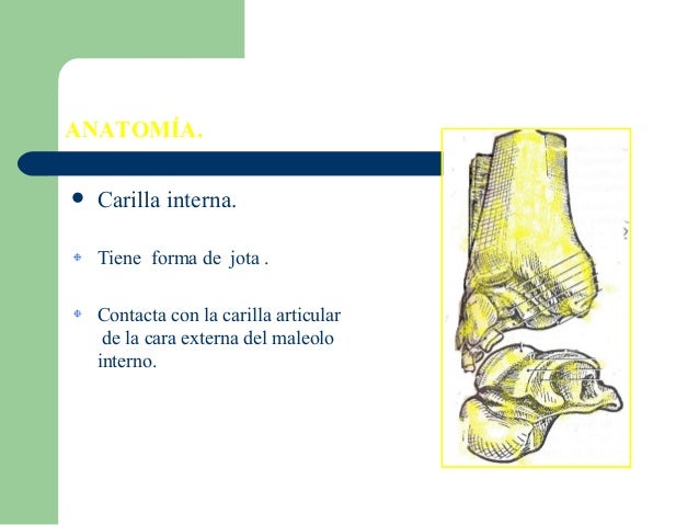 Anatomia de tobillo