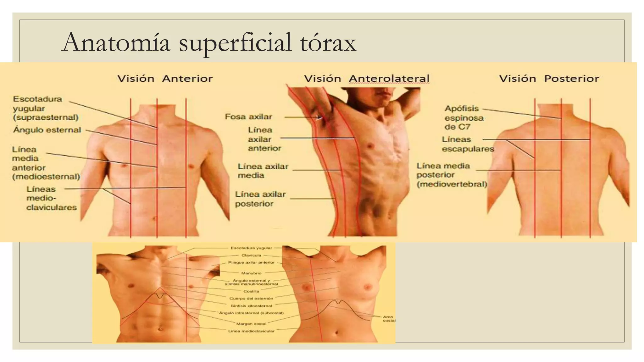 Torax Simple Anatomia de torax | PPTX