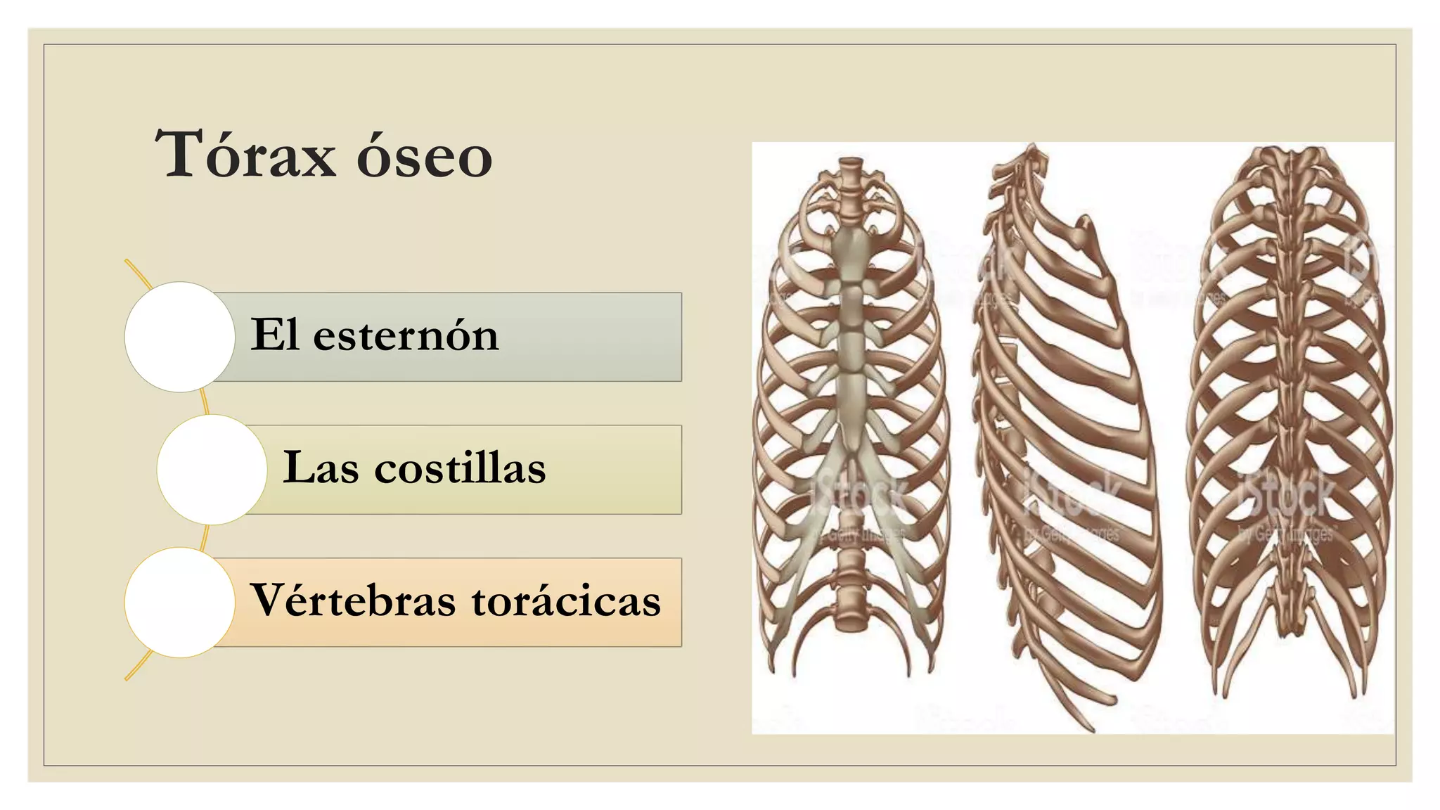 Torax Simple Anatomia de torax | PPTX