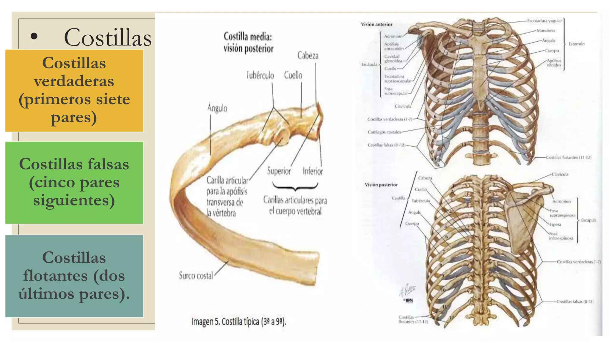 Torax Simple Anatomia de torax | PPTX