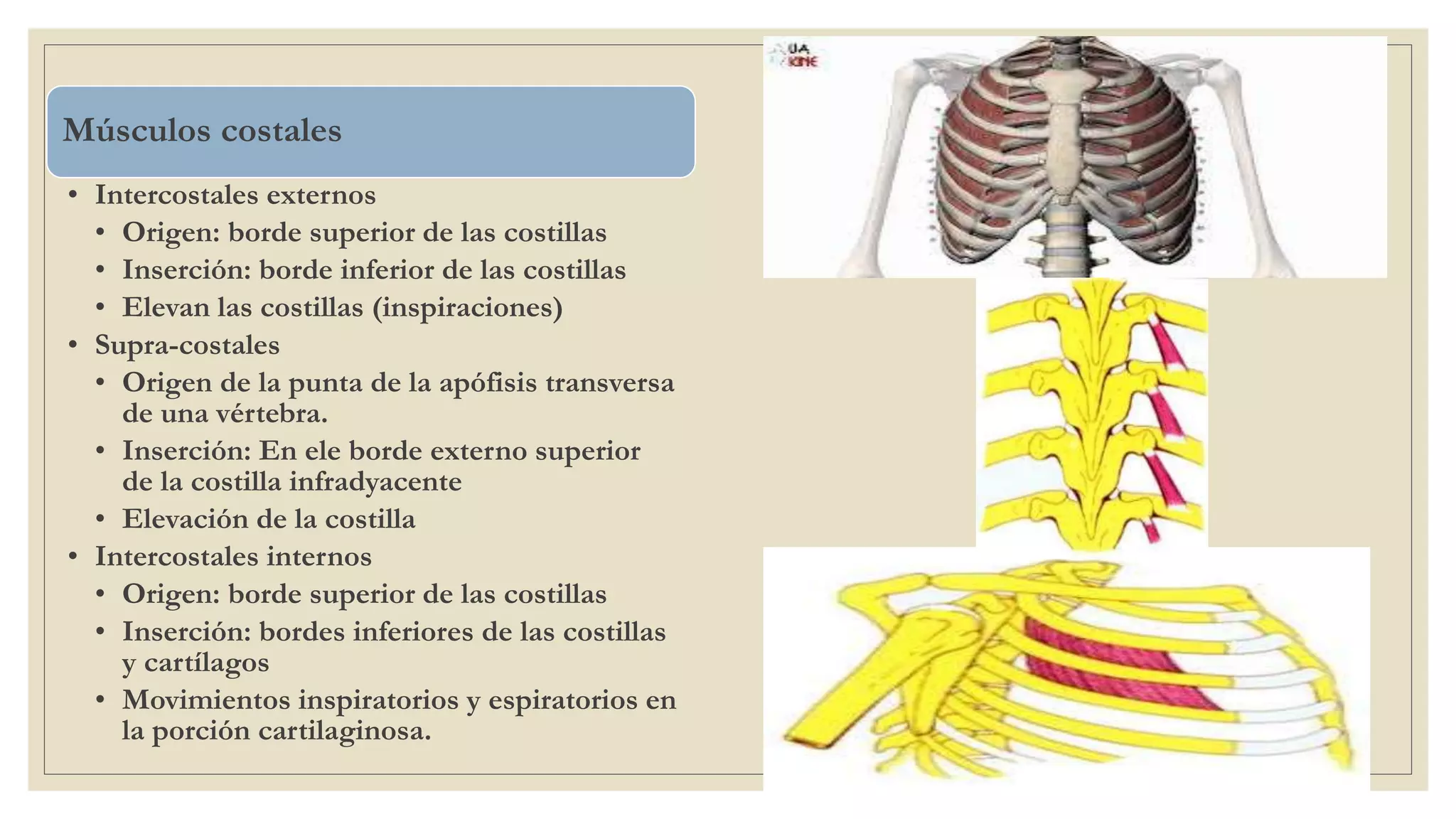Torax Simple Anatomia de torax | PPTX