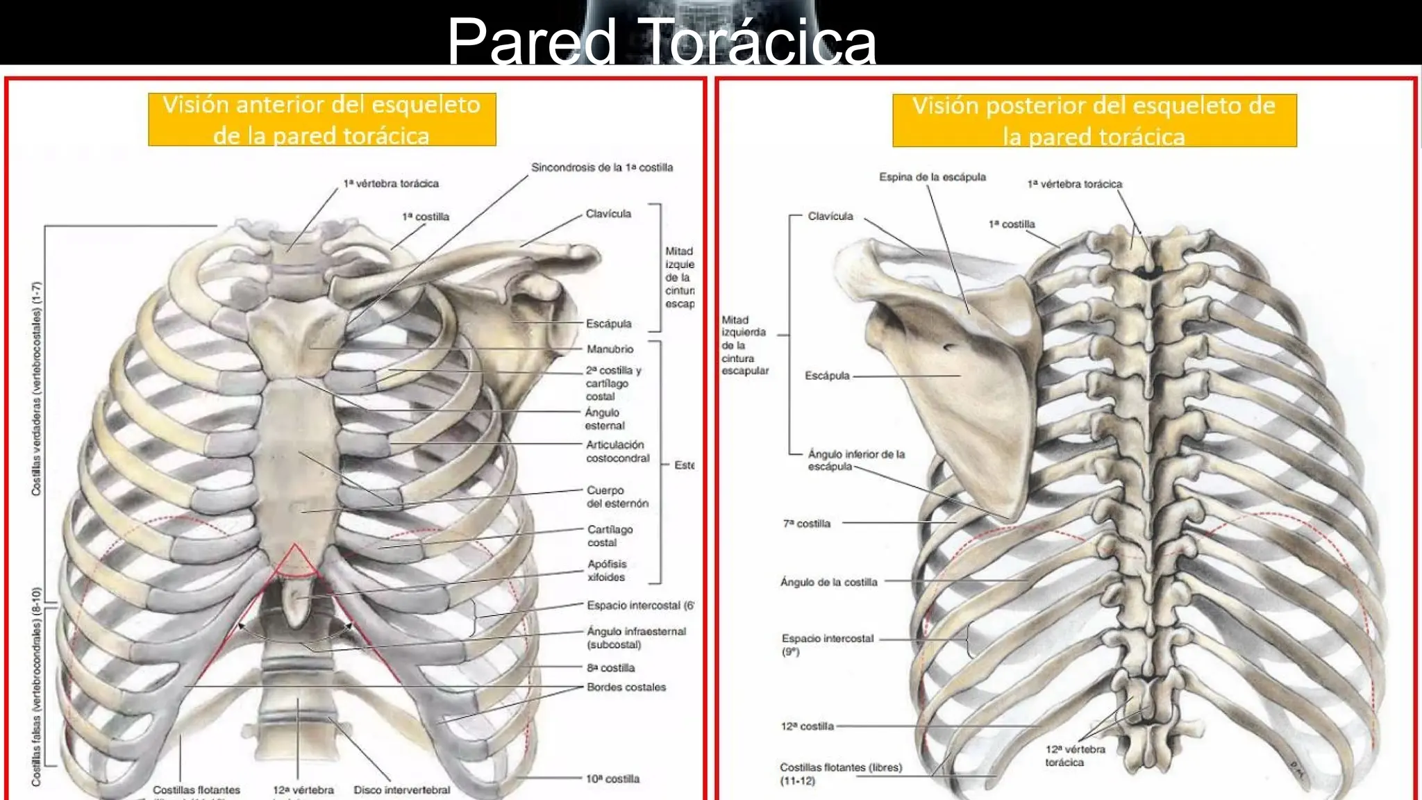 Torax Simple Anatomía de tórax por Diagnostico y Radiografia.pptx