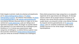 Está irrigado (nutrición medio de arterias) principalmente
por la arteria diafragmática inferior y la arteria
diafragmática superior, las arterias intercostales, la arteria
musculodiafragmática y las arterias pericardiofrénicas.
Las arterias frénicas inferiores tiene un origen en la cara
ventral de la aorta abdominal, justo por debajo de el
ligamento arqueado medio. Se dirigen en sentido lateral
para aplicarse a la cara abdominal de el diafragma para
dividirse en 3 a 4 ramas que proporcionan riego
sanguíneo al diafragma. La arteria frénica superior nace
de la porción ventral de la aorta torácica descendente,
justo por arriba de el tendón trifoliado de el diafragma.
Esta arteria proporciona riego sanguíneo a un pequeño
segmento de la caja torácica del diafragma. El drenaje
venoso (retorno de la sangre hacia el corazón) se le
atribuye a las venas frénicas derecha e izquierda, las
cuales tienen una situación similar a las arterias frénicas.
Su trayecto termina generalmente en la vena cava
inferior, pero en variantes anatómicas estas venas
pueden terminar en las venas ácigos, hemiácigos o
suprahepáticas.
 
