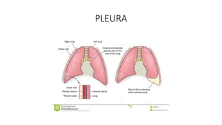 PLEURA
 