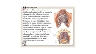 Anatomia de torax r1.