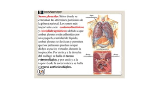 Anatomia de torax r1.