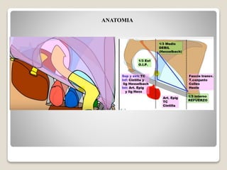 ANATOMIA
 