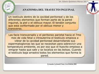 Dr. Edwin Quintero Marzo 2017.
Un testículo dentro de la cavidad peritoneal y de los
diferentes elementos que forman parte de la pared
inguinal, la piel y el oblicuo mayor. El tendón conjunto
que esta conformado por el oblicuo menor y
transverso.
Las facie transversalis y el peritoneo parietal hacia el 7mo
mes de vida fetal o intrauterina el testículo empieza a
vibrar de la cavidad peritoneal desarrollando sus
espermatoglonias las que se necesitan para sobrevivir una
temperatura ambiente, es por eso que el huevito empieza a
emigrar hasta que sale y se localiza en las bolsas. Cuando
el testículo baja arrastra todos los elementos que forma la
pared.
ANATOMIA DEL TRAYECTO INGUINAL
Fernando Carbonell Tatay 1era Edición 2001
 