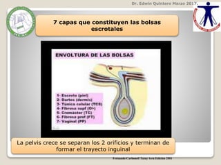 Dr. Edwin Quintero Marzo 2017.
7 capas que constituyen las bolsas
escrotales
La pelvis crece se separan los 2 orificios y terminan de
formar el trayecto inguinal
Fernando Carbonell Tatay 1era Edición 2001
 