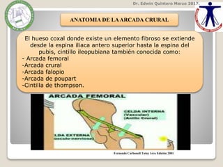 Dr. Edwin Quintero Marzo 2017.
ANATOMIA DE LAARCADA CRURAL
El hueso coxal donde existe un elemento fibroso se extiende
desde la espina iliaca antero superior hasta la espina del
pubis, cintillo ileopubiana también conocida como:
- Arcada femoral
-Arcada crural
-Arcada falopio
-Arcada de poupart
-Cintilla de thompson.
Fernando Carbonell Tatay 1era Edición 2001
 