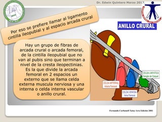 Dr. Edwin Quintero Marzo 2017.
Hay un grupo de fibras de
arcada crural o arcada femoral,
de la cintilla ileopubial que no
van al pubis sino que terminan a
nivel de la cresta ileopectinias.
Es la que divide la arcada
femoral en 2 espacios un
externo que se llama celda
externa muscula nerviosa y una
interna o celda interna vascular
o anillo crural.
Fernando Carbonell Tatay 1era Edición 2001
 
