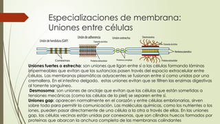 Especializaciones de membrana:
Uniones entre células
Uniones fuertes o estrecha: son uniones que ligan entre sí a las células formando láminas
impermeables que evitan que las sustancias pasen través del espacio extracelular entre
células. Las membranas plasmáticas adyacentes se fusionan entre sí como unidas por una
cremallera. En el intestino delgado, estas uniones evitan que se filtren las enzimas digestivas
al torrente sanguíneo.
Desmosoma: son uniones de anclaje que evitan que las células que están sometidas a
tensiones mecánicas (como las células de la piel) se separen entre sí.
Uniones gap: aparecen normalmente en el corazón y entre células embrionarias, sirven
sobre todo para permitir la comunicación. Las moléculas químicas, como los nutrientes o los
iones, pueden pasar directamente de una célula a la otra a través de ellas. En las uniones
gap, las células vecinas están unidas por conexonas, que son cilindros huecos formados por
proteínas que abarcan la anchura completa de las membranas colindantes
 