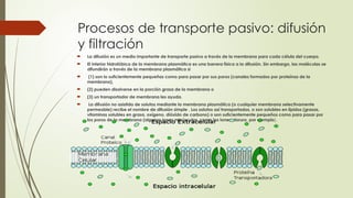 Procesos de transporte pasivo: difusión
y filtración
 La difusión es un medio importante de transporte pasivo a través de la membrana para cada célula del cuerpo.
 El interior hidrofóbico de la membrana plasmática es una barrera física a la difusión. Sin embargo, las moléculas se
difundirán a través de la membrana plasmática si
 (1) son lo suficientemente pequeñas como para pasar por sus poros (canales formados por proteínas de la
membrana),
 (2) pueden disolverse en la porción grasa de la membrana o
 (3) un transportador de membrana les ayuda.
 La difusión no asistida de solutos mediante la membrana plasmática (o cualquier membrana selectivamente
permeable) recibe el nombre de difusión simple . Los solutos así transportados, o son solubles en lípidos (grasas,
vitaminas solubles en grasa, oxígeno, dióxido de carbono) o son suficientemente pequeños como para pasar por
los poros de la membrana (algunos iones minúsculos, como los iones cloruro, por ejemplo).
 ..
 