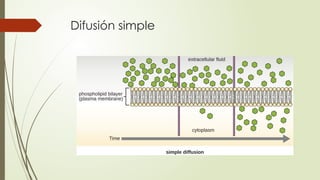 Difusión simple
 