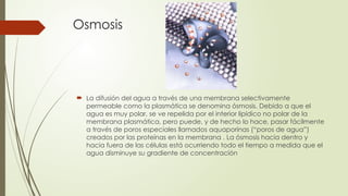 Osmosis
 La difusión del agua a través de una membrana selectivamente
permeable como la plasmática se denomina ósmosis. Debido a que el
agua es muy polar, se ve repelida por el interior lipídico no polar de la
membrana plasmática, pero puede, y de hecho lo hace, pasar fácilmente
a través de poros especiales llamados aquaporinas (“poros de agua”)
creados por las proteínas en la membrana . La ósmosis hacia dentro y
hacia fuera de las células está ocurriendo todo el tiempo a medida que el
agua disminuye su gradiente de concentración
 