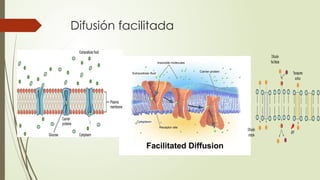 Difusión facilitada
 