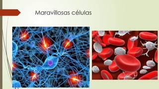 Maravillosas células
 