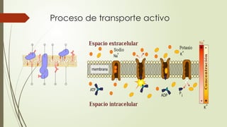 Proceso de transporte activo
 