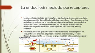 La endocitosis mediada por receptores
 La endocitosis mediada por receptores es el principal mecanismo celular
para la captación de moléculas objetivo específicas . En este proceso, las
proteínas receptoras de la membrana plasmática sólo se unen a ciertas
sustancias. Tanto los receptores como las altas concentraciones de
moléculas objetivo adheridas se incluyen en una vesícula . Es muy
selectiva
 Entre las sustancias que sufren endocitosis mediada por receptores se
encuentran las enzimas, algunas hormonas, el colesterol y el hierro.
Desafortunadamente, los virus de la gripe también utilizan esta ruta para
entrar y atacar nuestras células
 