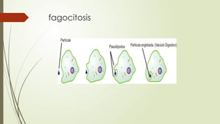 fagocitosis
 