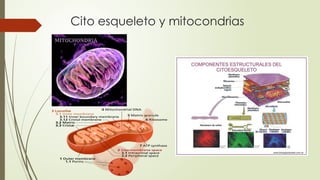 Cito esqueleto y mitocondrias
 