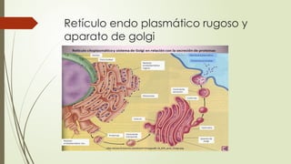 Retículo endo plasmático rugoso y
aparato de golgi
 