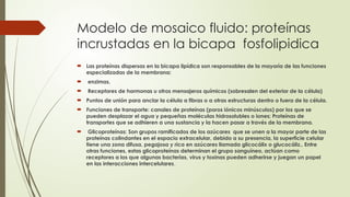 Modelo de mosaico fluido: proteínas
incrustadas en la bicapa fosfolipidica
 Las proteínas dispersas en la bicapa lipídica son responsables de la mayoría de las funciones
especializadas de la membrana:
 enzimas.
 Receptores de hormonas u otros mensajeros químicos (sobresalen del exterior de la célula)
 Puntos de unión para anclar la célula a fibras o a otras estructuras dentro o fuera de la célula.
 Funciones de transporte: canales de proteínas (poros iónicos minúsculos) por los que se
pueden desplazar el agua y pequeñas moléculas hidrosolubles o iones; Proteínas de
transportes que se adhieren a una sustancia y la hacen pasar a través de la membrana.
 Glicoproteínas: Son grupos ramificados de los azúcares que se unen a la mayor parte de las
proteínas colindantes en el espacio extracelular, debido a su presencia, la superficie celular
tiene una zona difusa, pegajosa y rica en azúcares llamada glicocálix o glucocáliz.. Entre
otras funciones, estas glicoproteínas determinan el grupo sanguíneo, actúan como
receptores a los que algunas bacterias, virus y toxinas pueden adherirse y juegan un papel
en las interacciones intercelulares.
 