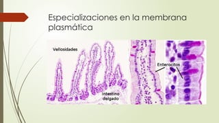 Especializaciones en la membrana
plasmática
 