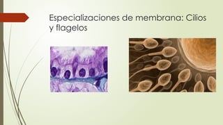 Especializaciones de membrana: Cilios
y flagelos
 