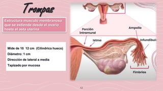 12
Trompas
Estructura musculo membranosa
que se extiende desde el ovario
hasta el asta uterina
Mide de 10 12 cm (Cilíndrico hueco)
Diámetro: 1 cm
Dirección de lateral a media
Tapizado por mucosa
 