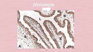Histologia
15
 