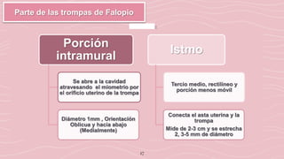 17
Parte de las trompas de Falopio
Porción
intramural
Se abre a la cavidad
atravesando el miometrio por
el orificio uterino de la trompa
Diámetro 1mm , Orientación
Oblicua y hacia abajo
(Medialmente)
Istmo
Tercio medio, rectilíneo y
porción menos móvil
Conecta el asta uterina y la
trompa
Mide de 2-3 cm y se estrecha
2, 3-5 mm de diámetro
 