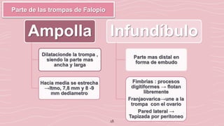 18
Parte de las trompas de Falopio
Ampolla
Dilatacionde la trompa ,
siendo la parte mas
ancha y larga
Hacia media se estrecha
→Itmo, 7,8 mm y 8 -9
mm dediametro
Infundíbulo
Parte mas distal en
forma de embudo
Fimbrias : procesos
digitiformes → flotan
libremente
Franjaovarica→une a la
trompa con el ovario
Pared lateral →
Tapizada por peritoneo
 