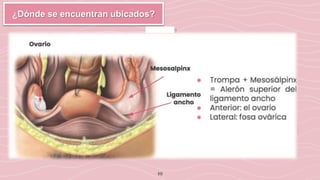 19
¿Dónde se encuentran ubicados?
 