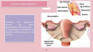 20
¿Cómo están fijados ?
Cubierta por ligamento
ancho del útero
dependencia del peritoneo
El mesosalpin x mantiene la
relación entre el ovario y la
trompa
 