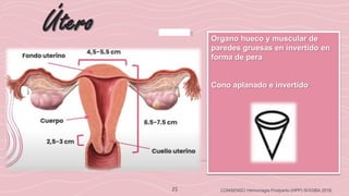 25
Útero
CONSENSO Hemorragia Postparto (HPP) SOGIBA 2018
Organo hueco y muscular de
paredes gruesas en invertido en
forma de pera
Cono aplanado e invertido
 