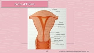 27 CONSENSO Hemorragia Postparto (HPP) SOGIBA 2018
Partes del Utero
 