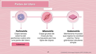 28 CONSENSO Hemorragia Postparto (HPP) SOGIBA 2018
Partes del Utero
 