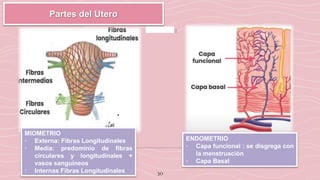 30
Partes del Utero
MIOMETRIO
• Externa: Fibras Longitudinales
• Media: predominio de fibras
circulares y longitudinales +
vasos sanguíneos
• Internas Fibras Longitudinales
ENDOMETRIO
• Capa funcional : se disgrega con
la menstruación
• Capa Basal
 
