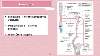 35
Inervación
• Simpático → Plexo hipogástrico
y pélvico
• Parasimpático→ Nervios
erigente
• Plexo Útero- Vaginal
 