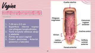 38
Vagina
Tubo o cilindro fibromuscular que se
extiende desde el cuello uterino hasta el
vestíbulo
1. 7-10 cm x 2-3 cm
2. Superficie interna rugosa
con pliegues longitudinales
3. Tiene trayecto oblocuo abajo
y adelante
4. Fondo de saco vaginal
5. Cuatro porciones , Anterior,
posterior y laterales
 
