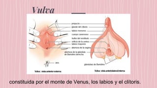 Vulva
constituida por el monte de Venus, los labios y el clítoris.
 