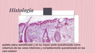 Histologia
epitelio plano estratificado y en su mayor parte queratinizado como
cobertura de las caras interiores y completamente queratinizado en las
cara exterior
 