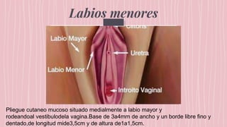 Labios menores
Pliegue cutaneo mucoso situado medialmente a labio mayor y
rodeandoal vestibulodela vagina.Base de 3a4mm de ancho y un borde libre fino y
dentado,de longitud mide3,5cm y de altura de1a1,5cm.
 