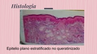 Histologia
Epitelio plano estratificado no queratinizado
 